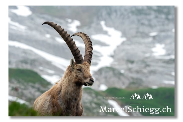 Steinbock/Alpstein Art.-Nr. MS5-4265