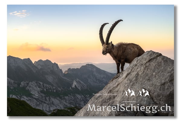 Steinbock/Alpstein Art.-Nr. MZ7-2701