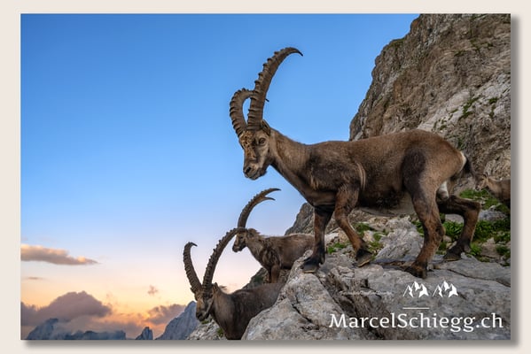 Marcel Schiegg, Marcel Schiegg Fotografie, Berggasthaus Rotsteinpass, Alpensteinbock, Steinbock, Alpstein