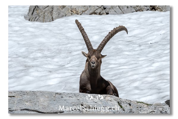 Steinbock/Alpstein Art.-Nr. MS5-3795