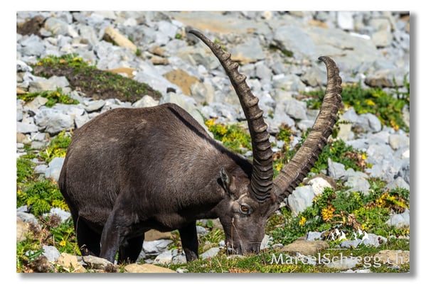 Steinbock/Alpstein Art.-Nr. MZ7-8736