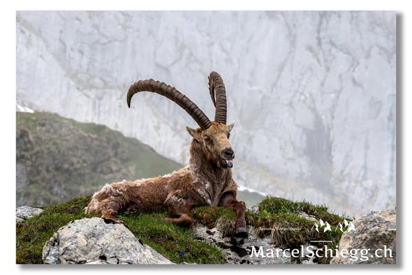 Marcel Schiegg, Marcel Schiegg Fotografie, Alpensteinbock, Steinbock, Wildtiere