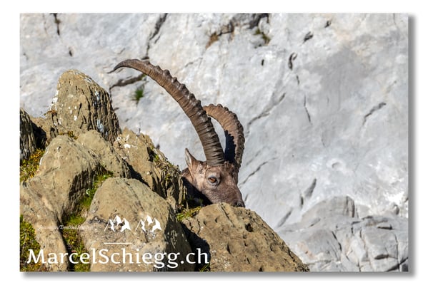 Steinbock/Alpstein Art.-Nr. MS5-9739