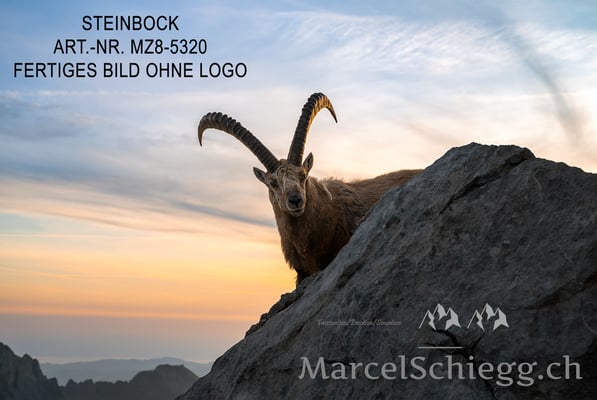 Marcel Schiegg, Alpensteinbock, Steinbock, Steinböcke