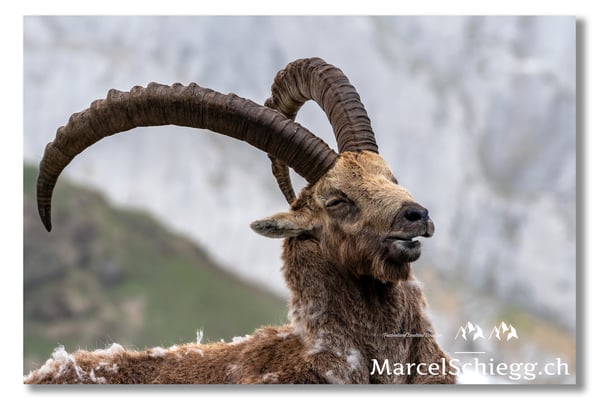 Marcel Schiegg, Marcel Schiegg Fotografie, Alpensteinbock, Steinbock, Wildtiere