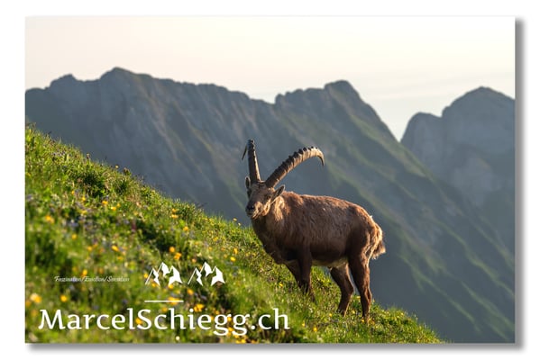 Steinbock/Alpstein Art.-Nr. MS5-5436/22