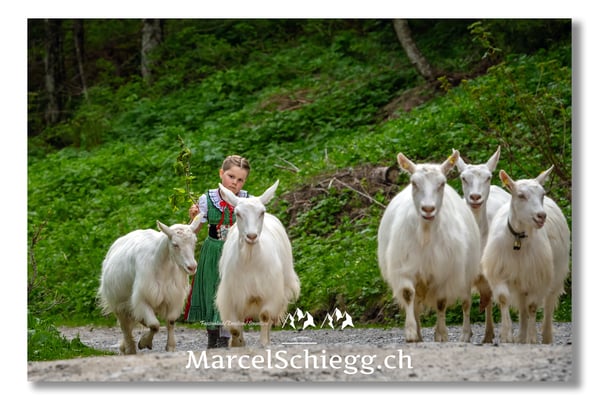 Marcel Schiegg Fotografie, Tradition, Brauchtum, Alpfahrt, Oeberefahre, Appenzell, Appenzellerland, Alpstein