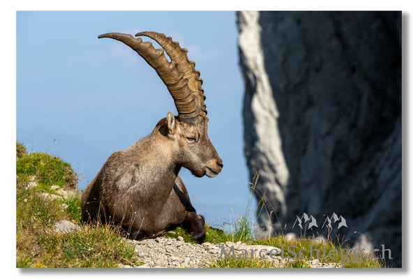 Marcel Schiegg, Marcel Schiegg Fotografie, Alpensteinbock, Steinbock, Wildtiere