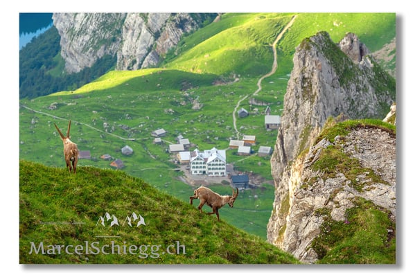 Steinbock/Alpstein Art.-Nr. MS5-3355