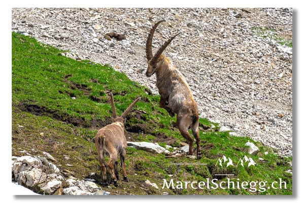 Steinbock/Alpstein Art.-Nr. MS5-9015