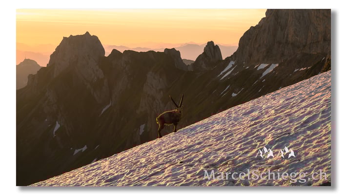 Marcel Schiegg, Marcel Schiegg Fotografie, Berggasthaus Rotsteinpass, Alpensteinbock, Steinbock, Alpstein
