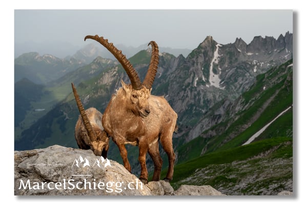 Marcel Schiegg, Marcel Schiegg Fotografie, Berggasthaus Rotsteinpass, Alpensteinbock, Steinbock, Alpstein