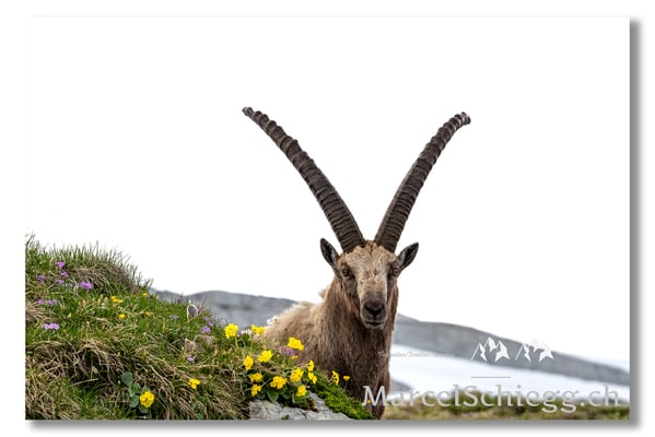 Marcel Schiegg, Marcel Schiegg Fotografie, Alpensteinbock, Steinbock, Wildtiere