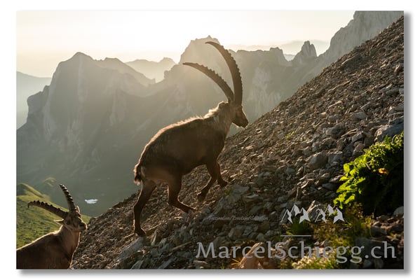 Marcel Schiegg, Marcel Schiegg Fotografie, Alpensteinbock, Steinbock, Wildtiere