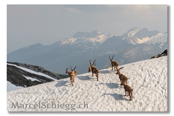 Steinbock/Alpstein Art.-Nr. MS5-3195