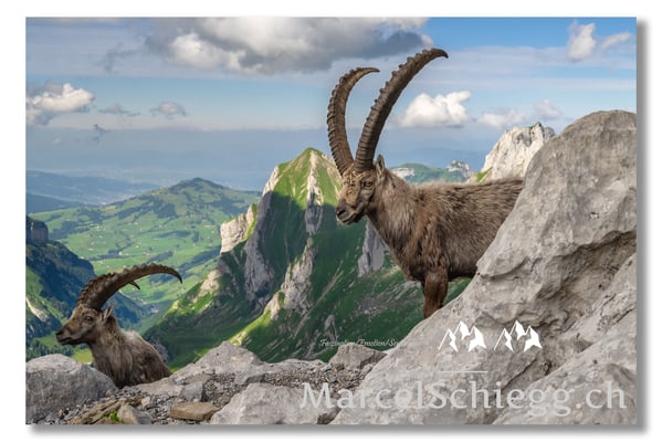 Steinbock/Alpstein Art.-Nr. MZ7-8669