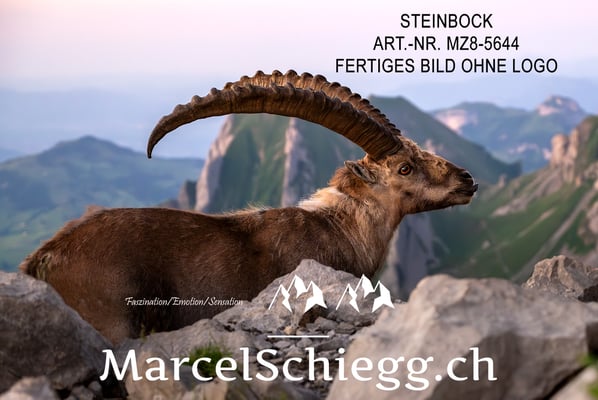 Marcel Schiegg, Alpensteinbock, Steinbock