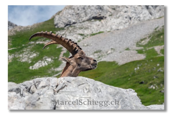 Steinbock/Alpstein Art.-Nr. MS5-3878