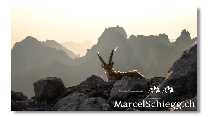 Marcel Schiegg, Marcel Schiegg Fotografie, Alpensteinbock, Steinbock, Wildtiere, Alpstein