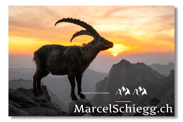 Marcel Schiegg, Marcel Schiegg Fotografie, Alpensteinbock, Steinbock, Wildtiere, Alpstein, Sonnenaufgang