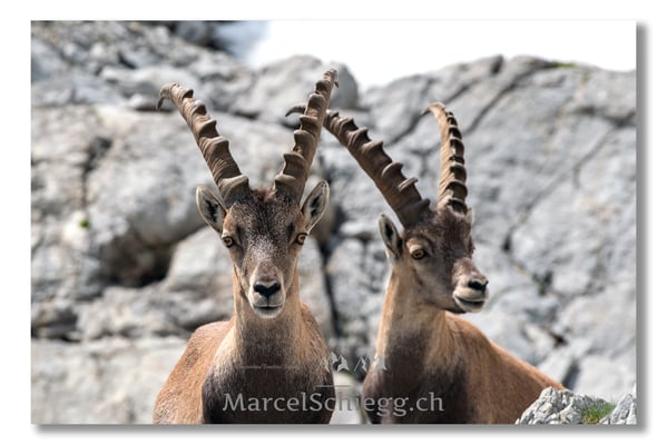 Steinbock/Alpstein Art.-Nr. MS5-3937