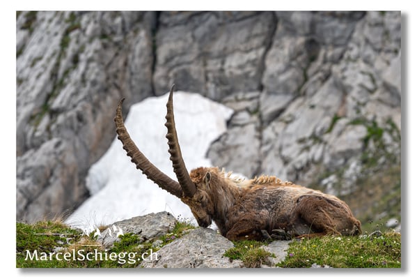 Marcel Schiegg, Marcel Schiegg Fotografie, Alpensteinbock, Steinbock, Wildtiere