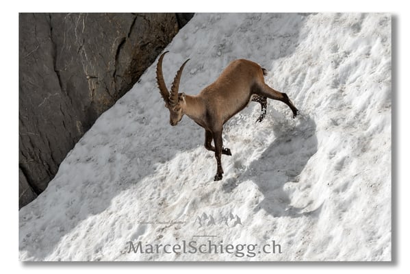 Steinbock/Alpstein Art.-Nr. MS5-3986