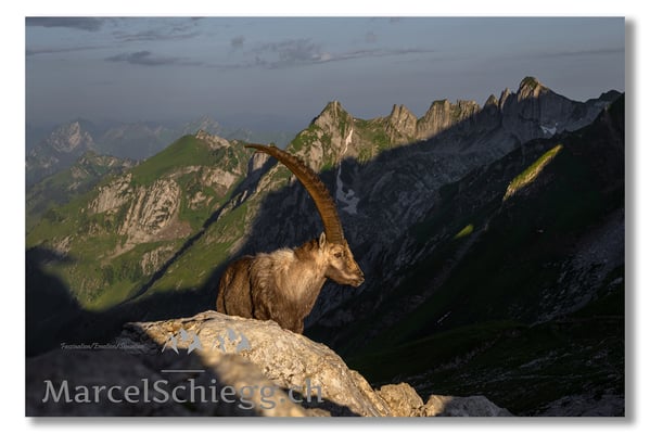 Marcel Schiegg, Marcel Schiegg Fotografie, Berggasthaus Rotsteinpass, Alpensteinbock, Steinbock, Alpstein
