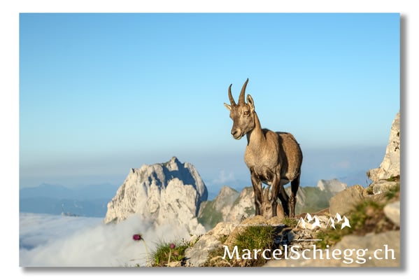 Steingeiss/Alpstein Art.-Nr. MZ7-0445/21