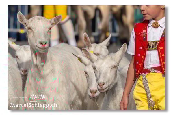 Marcel Schiegg Fotografie, Brauchtum, Tradition, Appenzell, Appenzellerland