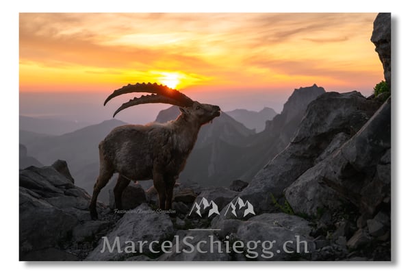 Marcel Schiegg, Marcel Schiegg Fotografie, Alpensteinbock, Steinbock, Wildtiere, Alpstein, Sonnenaufgang