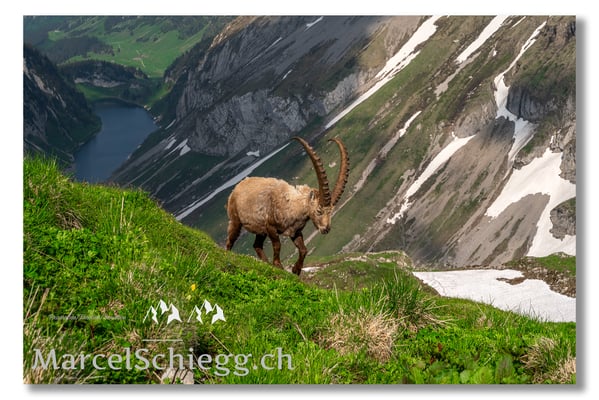 Marcel Schiegg, Marcel Schiegg Fotografie, Alpensteinbock, Steinbock, Wildtiere