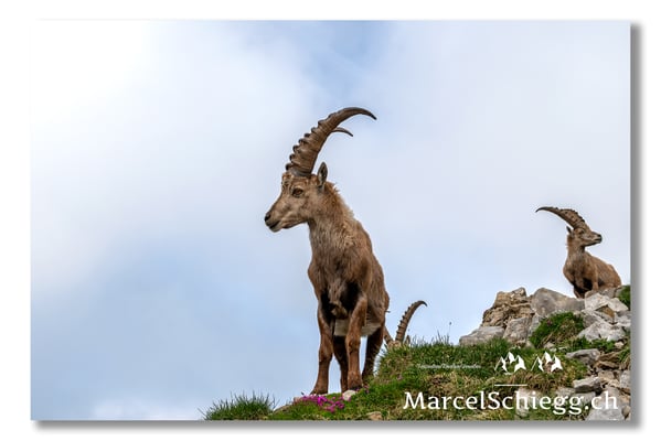 Steinbock/Alpstein Art.-Nr. MS5-2513