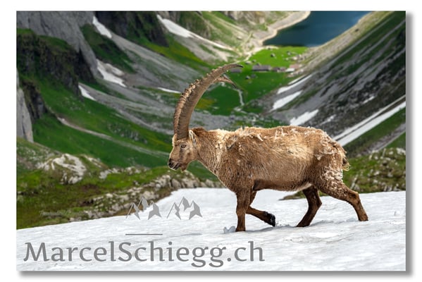 Steinbock/Alpstein Art.-Nr. MZ7-0053