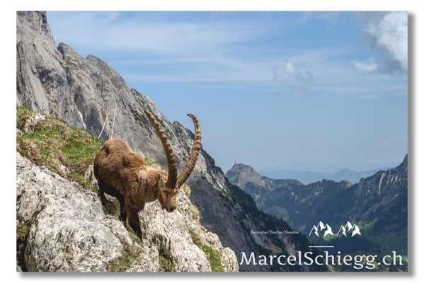 Marcel Schiegg, Marcel Schiegg Fotografie, Alpensteinbock, Steinbock, Wildtiere