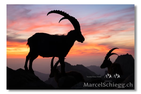 Marcel Schiegg, Marcel Schiegg Fotografie, Alpensteinbock, Steinbock, Wildtiere, Alpstein, Sonnenaufgang