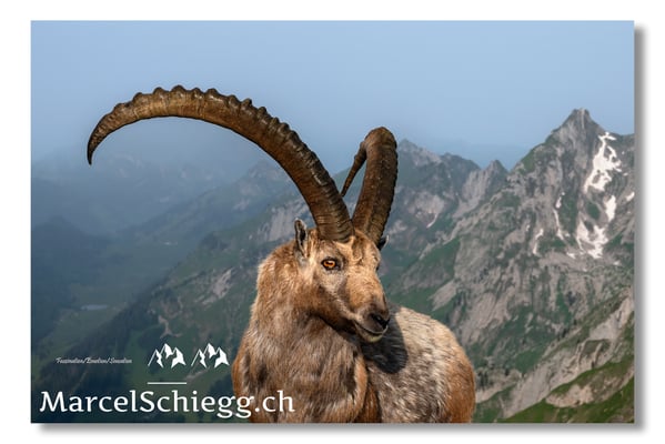 Marcel Schiegg, Marcel Schiegg Fotografie, Alpensteinbock, Steinbock, Wildtiere, Alpstein