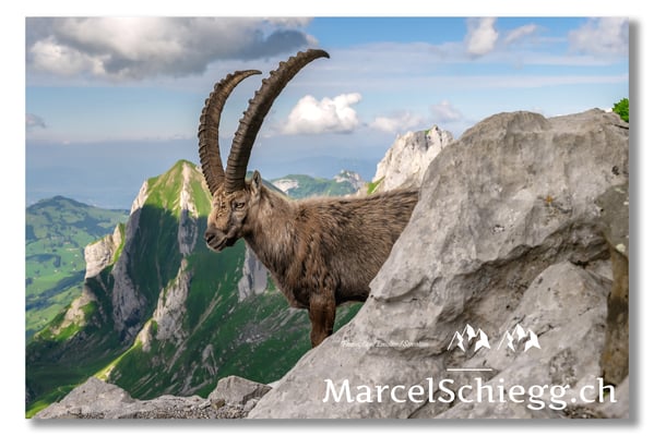 Steinbock/Alpstein Art.-Nr. MZ7-8672