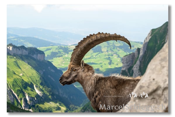 Steinbock/Alpstein Art.-Nr. MZ7-8834