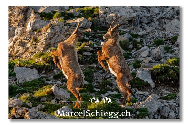 Steinbock/Alpstein Art.-Nr. MS5-2800