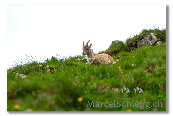 Steinbock/Alpstein Art.-Nr. MS5-9079