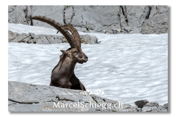Steinbock/Alpstein Art.-Nr. MS5-3793