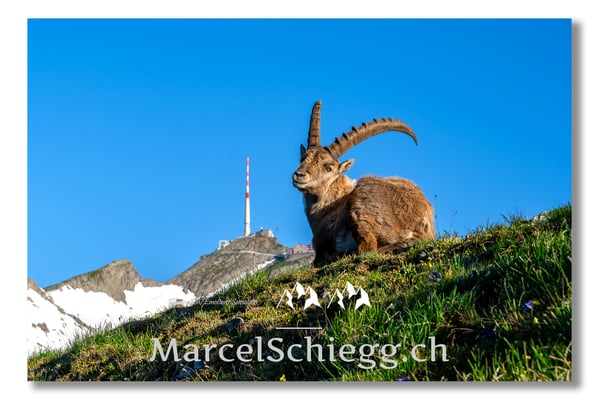 Steinbock/Alpstein Art.-Nr. MZ7-2864