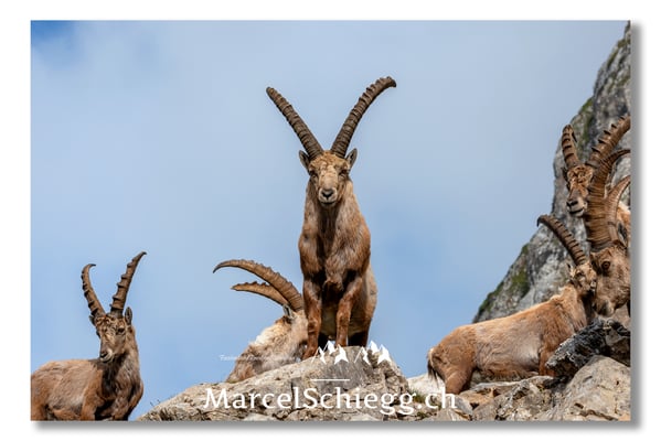 Steinbock/Alpstein Art.-Nr. MS8-1438