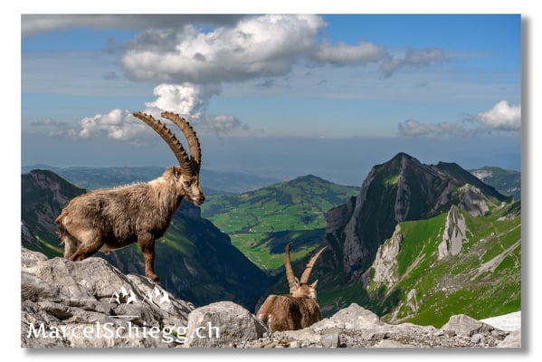 Steinbock/Alpstein Art.-Nr. MZ7-8613