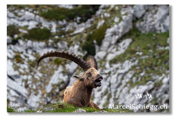 Marcel Schiegg, Marcel Schiegg Fotografie, Alpensteinbock, Steinbock, Wildtiere