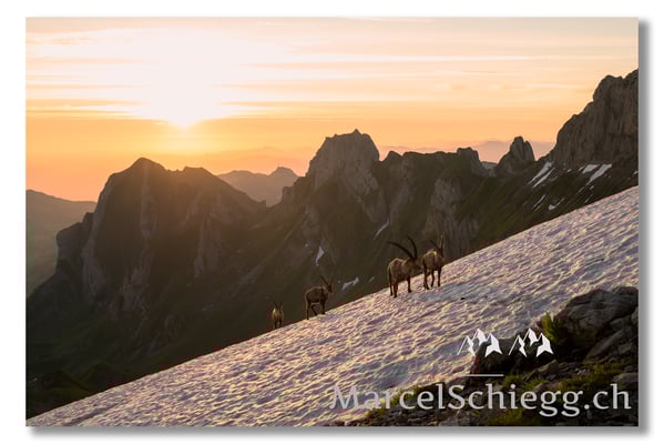 Marcel Schiegg, Marcel Schiegg Fotografie, Berggasthaus Rotsteinpass, Alpensteinbock, Steinbock, Alpstein