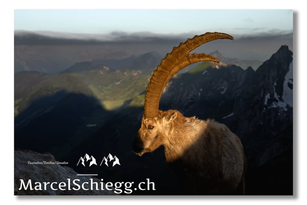 Steinbock/Alpstein Art.-Nr. MZ7-2795/22