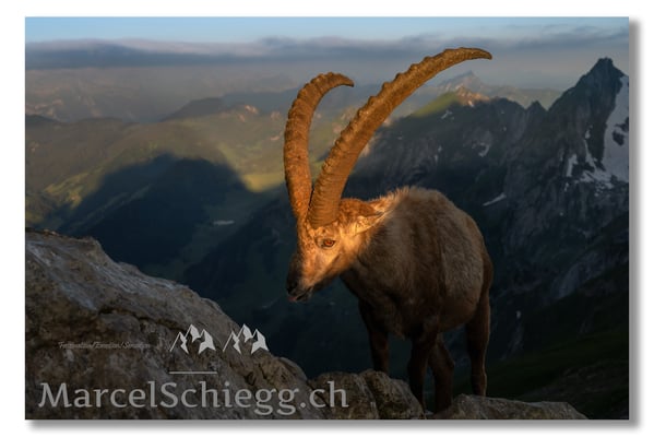 Marcel Schiegg, Marcel Schiegg Fotografie, Alpensteinbock, Steinbock, Wildtiere
