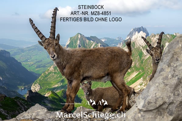 Marcel Schiegg, Alpensteinbock, Steinbock, Steinböcke